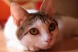 cat'eyes