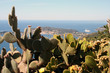 kakteengarten mit blick auf monaco