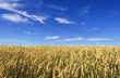 Photo: wheat field wheat field