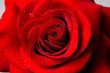 Quadro beautiful red rose