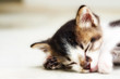 cat photo - sleeping kitty 2