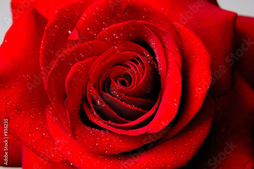 beautiful red rose beautiful red rose