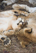 africa lion (panthera leo)