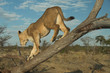 africa lion (panthera leo)