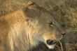 africa lion (panthera leo)