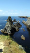 les aiguilles de port coton