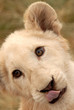 white lion cub (panthera leo), south africa