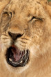 lion cub (panthera leo), south africa