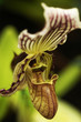 pahiopedilum orchid