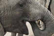 africa elephants (loxodonta africana)