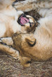 africa lion (panthera leo)