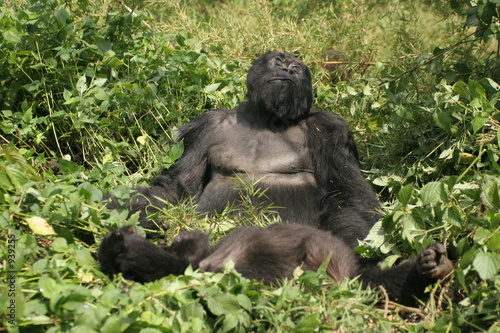 gorilla familie beim sonnenbaden gorilla familie beim sonnenbaden