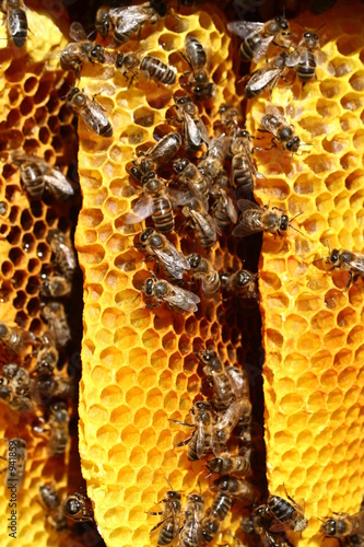 abeilles