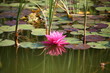 nénuphar
