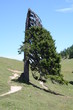 nadelbaum
