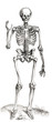 homosapiens