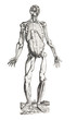 homosapiens