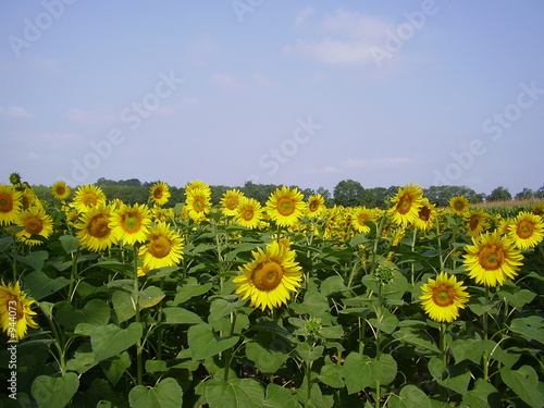 champ de tournesol champ de tournesol