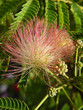 fleur d'albizia