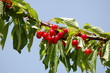 cerises