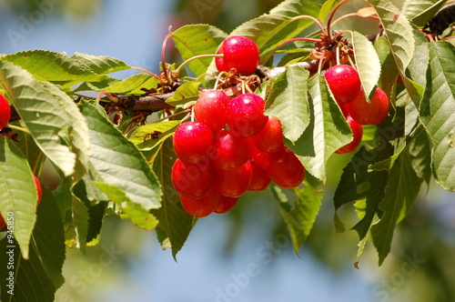 cerises