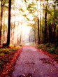 canvas print picture chemin d'automne