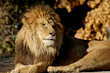 lion pic sleep