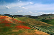 poppy hills