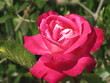 rose rose rose rose