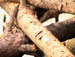 bûches de pin bûches de pin
