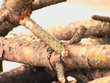 bûches de pin bûches de pin