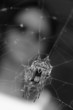 arachno arachno