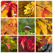 couleurs d'automne