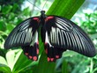 schmetterling