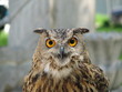 eagle owl