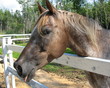 horse neener neener