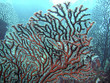 corail des caraibes