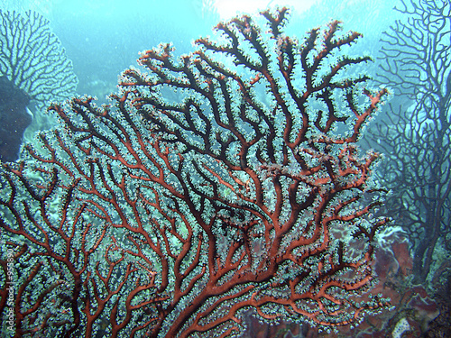 Photo: corail des caraibes corail des caraibes