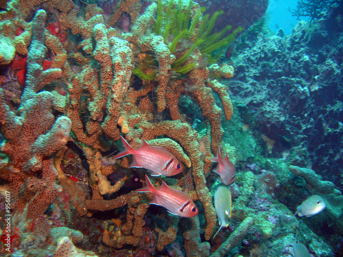 mer des caraibes