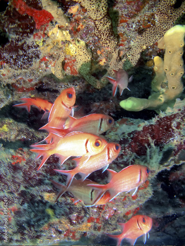 faune sous marine de la dominque
