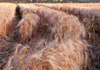wheat field 3