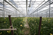 greenhouse greenhouse