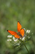 scarce copper