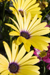 polarblumen