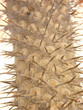 kaktus mit schnecke / cactus with snail