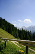 alpenwiese / alpine meadow