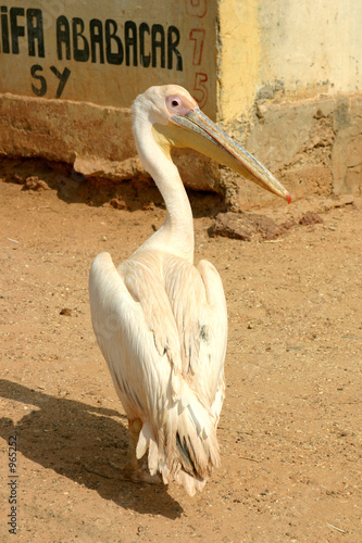 pélican du sénégal pélican du sénégal