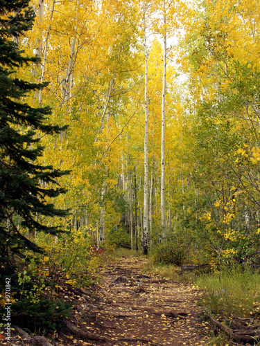 Photo: gold path gold path