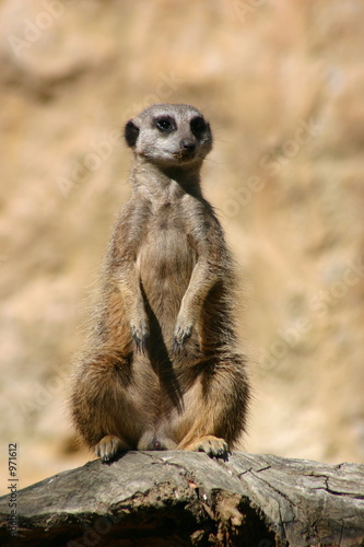 suricate - 2005