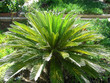 cycas